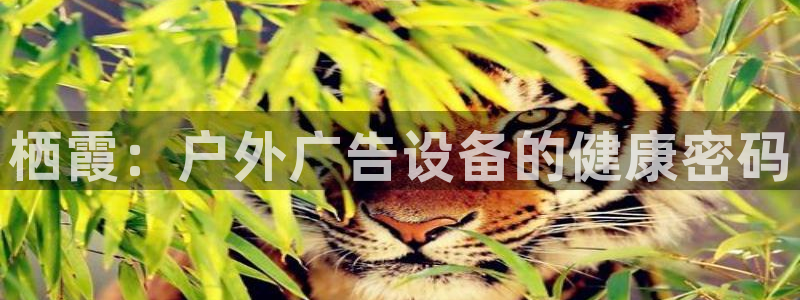 杏宇平台开户